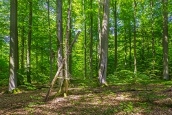 Ungleichaltrigkeit - Baumriesen - Totholzreichtum