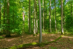 einzelne 300 Jahre alte Buchengiganten inmitten 200jähriger Altbuchen