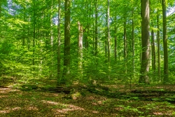 Naturverjüngung in ehemaliger Baumsturzlücke