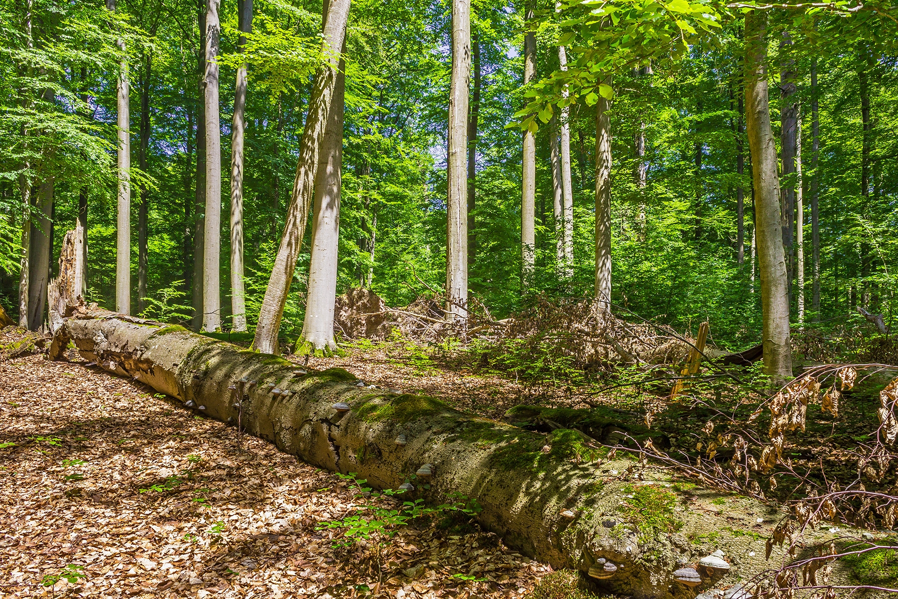 Naturnähezeiger Zunderschwamm an starkem liegendem Totholz
