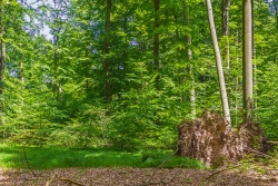 Buchenverjüngung in Baumsturzlücke