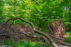 dichte Buchenverjüngung in Baumsturzlücke