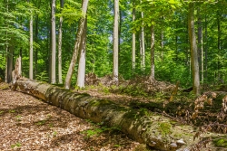 Naturnähezeiger Zunderschwamm an starkem liegendem Totholz