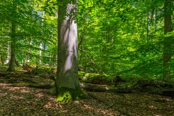 dicke "Buchenmatrone" (Sperber) vor übermoostem Moderholz