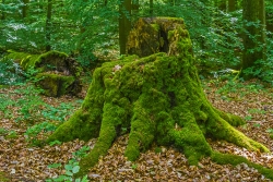 dicker Moosüberzug auf uraltem Stubben