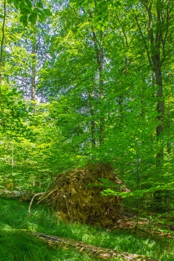 vertikaler Wurzelteller einer umgeworfenen Altbuche