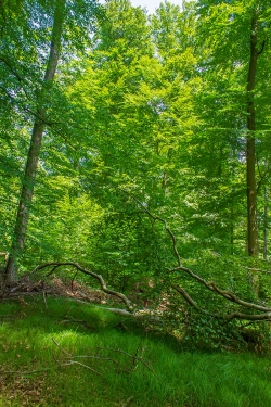 Kronentotholz auf kleiner Lichtung
