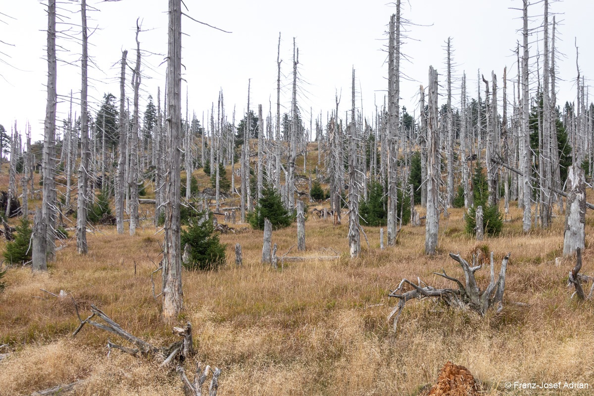 Waldsteppe_Totholz-2