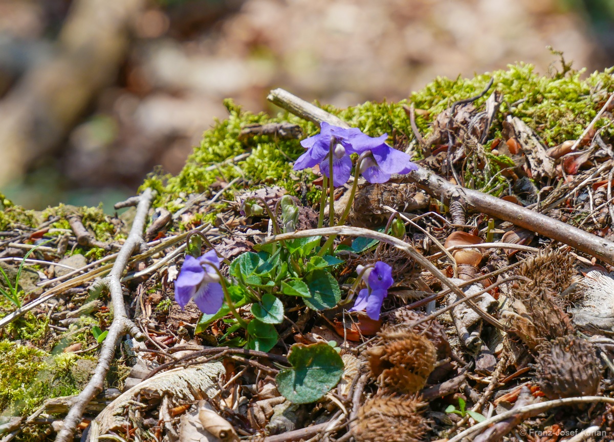 Waldveilchen-3