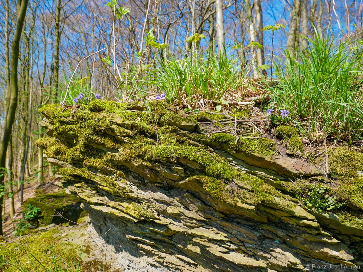 Waldveilchen-4