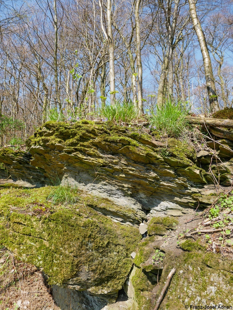 Waldveilchen-5