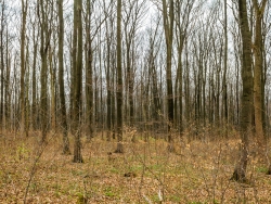 Frühling im Naturwald Wallmannsort