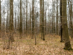 Buchen im Naturwald Wallmannsort
