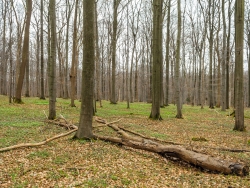 liegender Biotopbaum