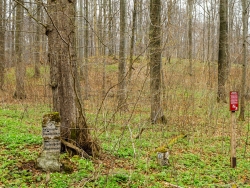 alter Wegweiser vor Ahorn-Biotopbaum