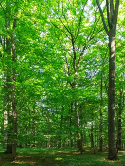 im Mittelgrund mit weit ausladender Krone: ein Ahorn