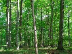 rechts im Hintergrund mit dunkelbrauner Borke eine Esche