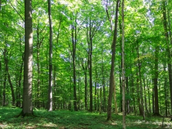 Ahorn-Naturverjüngung am Waldboden