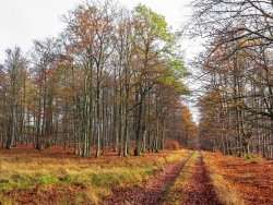 UNESCO-Weltnaturerbe: Alter Buchenwald