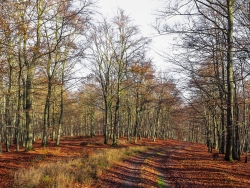 Buchenwald in der Nähe des Ahrensberg