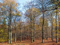 mächtige Altbuchen östlich des Wegs