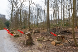 Baumfriedhof am Wegesrand