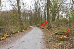 Wegrand als baumfreie Zone