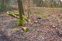 verrückte "Durchforstung" am Wegesrand