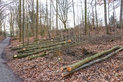 nur abgemagertes Stangenholz bleibt übrig