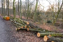 Ergebnis: ein holzarmer, lichter Wald mit dünnen Bäumen