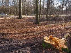 neu angelegte Rückegasse hinter frischem Stubben