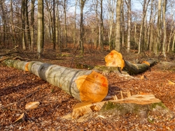 2 gefällte Buchen - 150 Jahre alt
