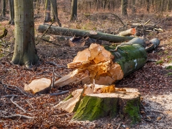 Buche mit morschem Kern