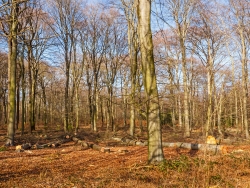 gefällte Altbuchen und Alteichen