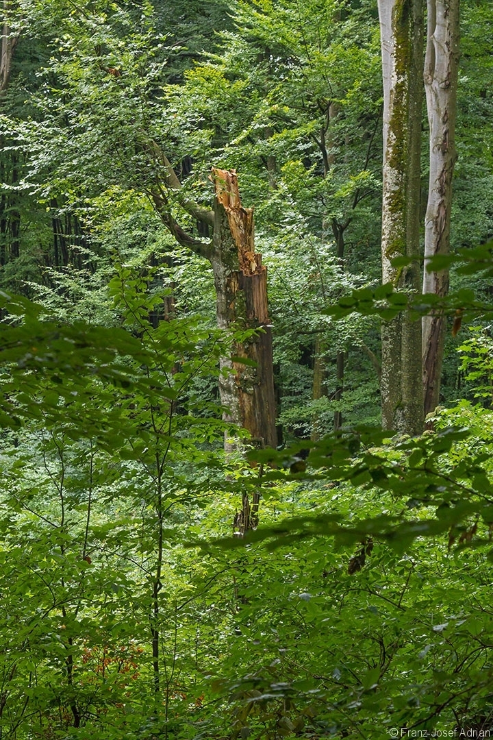 Ersatzkronenbaum in unmittelbarer Nähe der Milchsteinhöhle