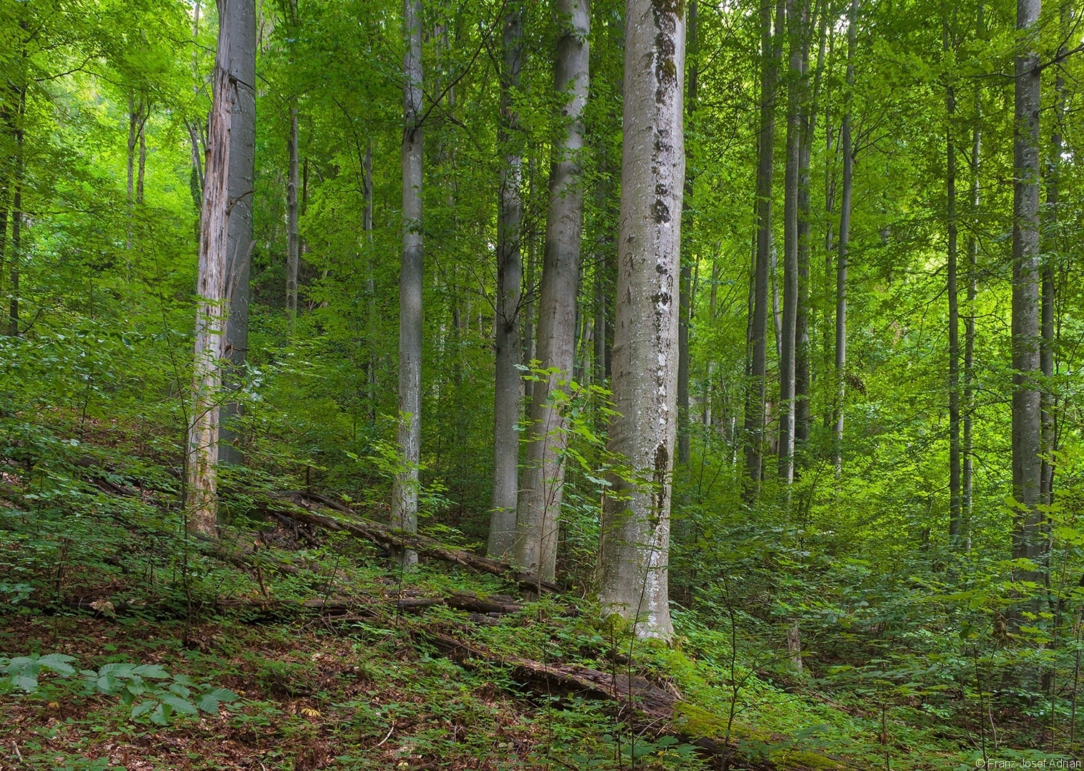 Buchenurwald in der Nähe der Milchsteinhöhle, im Vordergrund ein junger Bergahorn