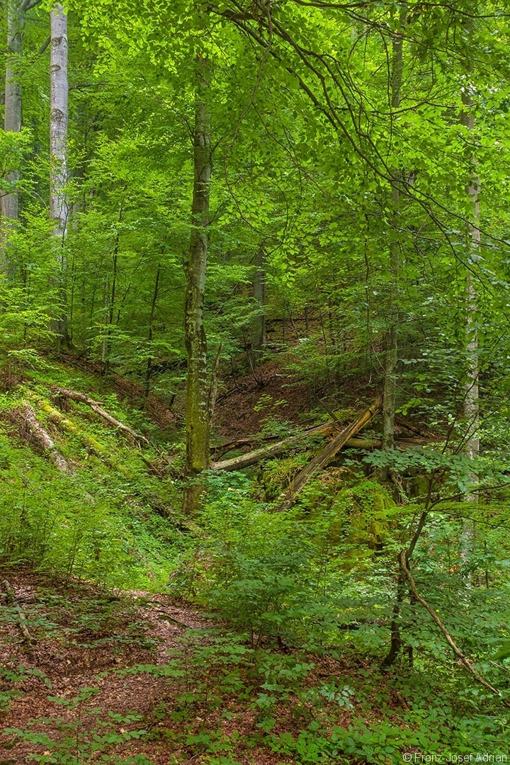 rechts neben dem Zunderschwammbaum aus dem Foto oben: viele dicke Totholzstämme im Tal eines kleinen Bachs, in der Mitte eine alte bemooste Buche mit abgebrochenem Starkast unten rechts