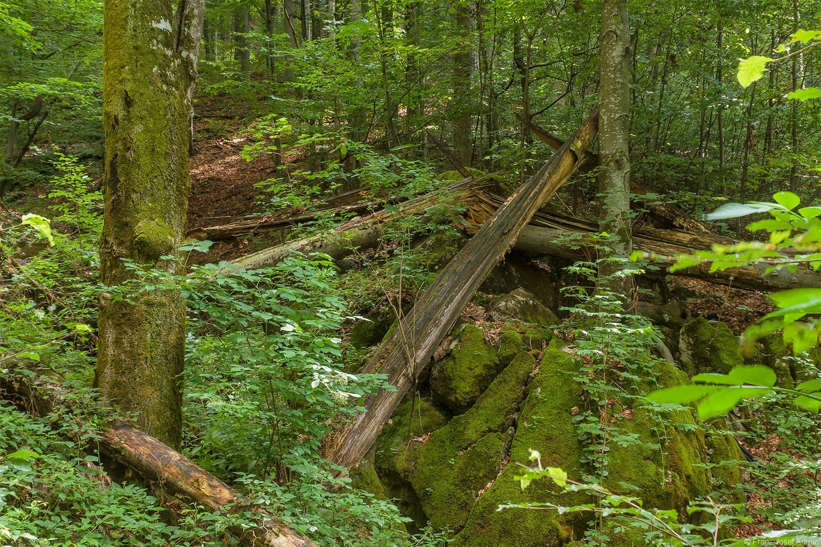 Ausschnitt aus dem Foto oben: dicke Totholzstämme auf bemoosten Großsteinen in einem kleinen Bach