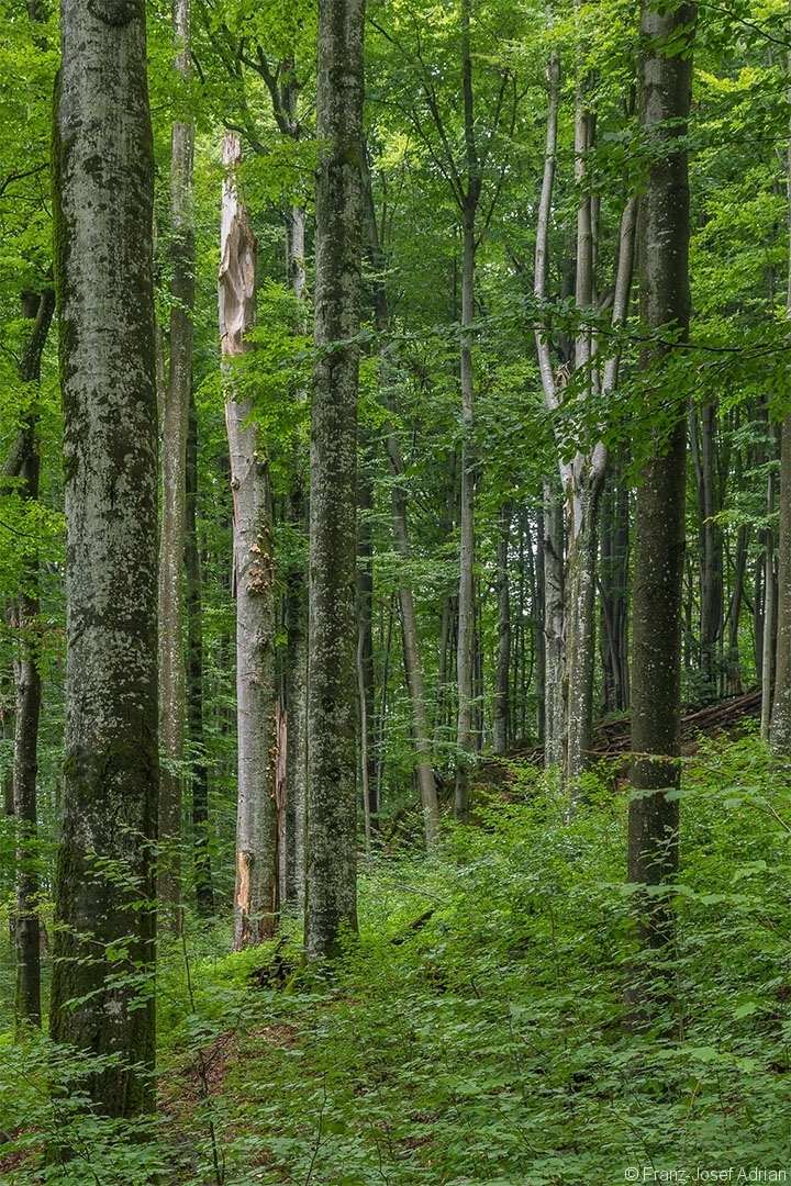 im Mittelgrund links ein pilzbesiedelter Hochstubben