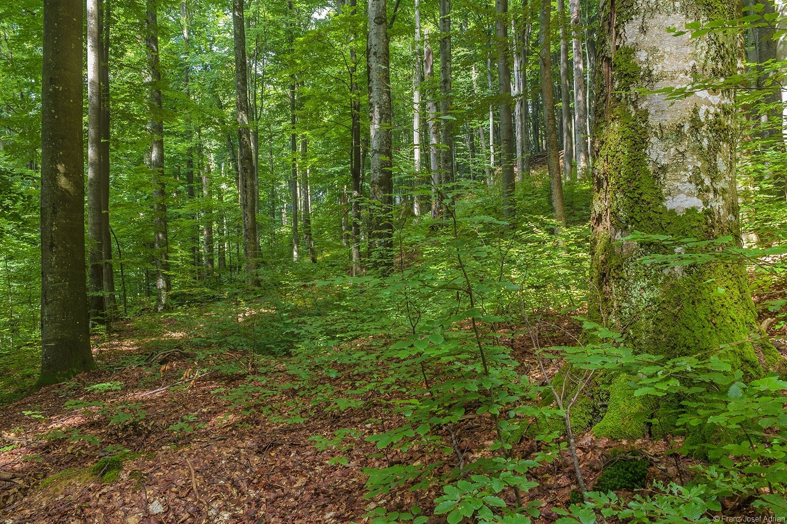 strukturreicher, ungleichaltriger Buchenurwald