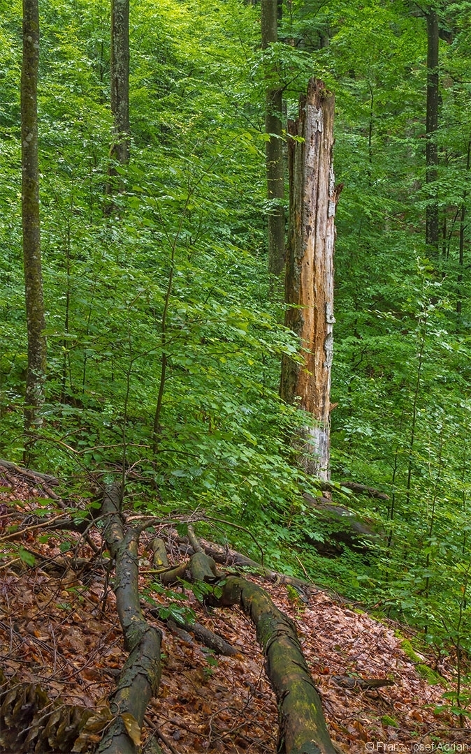 Hochstubben in der Nähe des Riesenfelsens Welyka Kopyzja