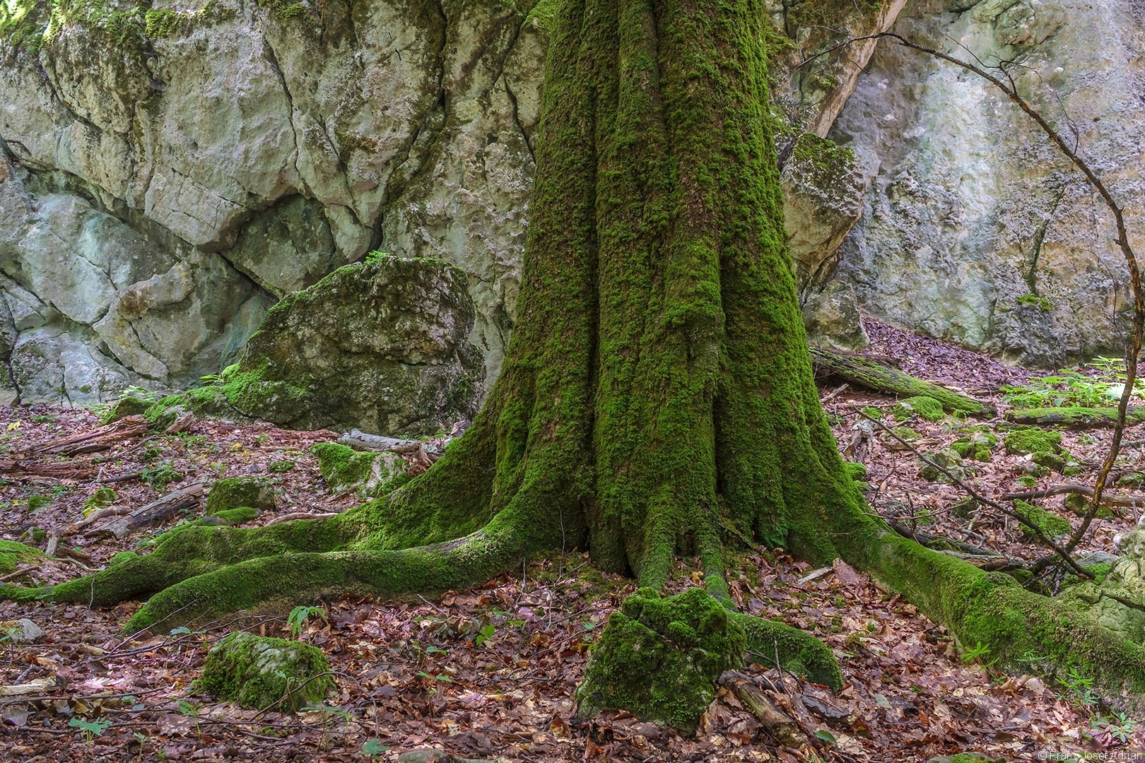 Uraltbuche am Fuß des Riesenfelsens Welyka Kopyzja