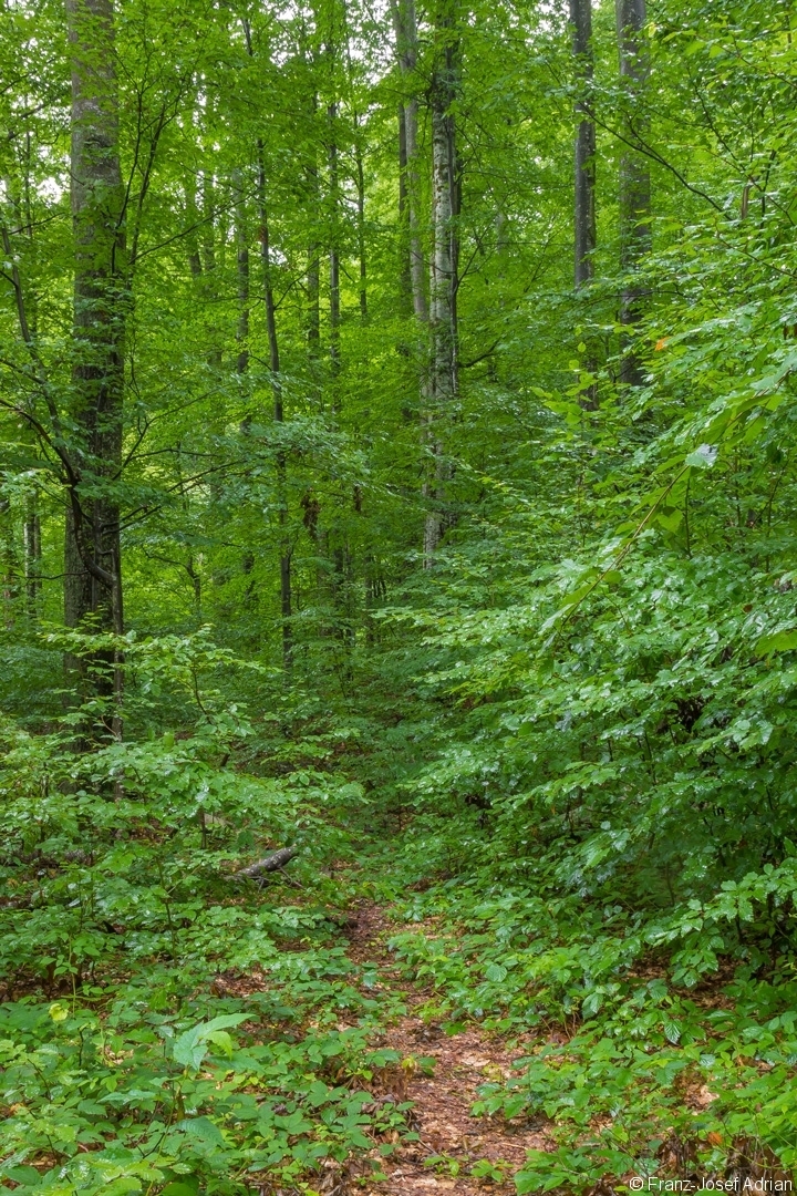 schmaler, fast zugewachsener Trampelpfad im Buchenurwald