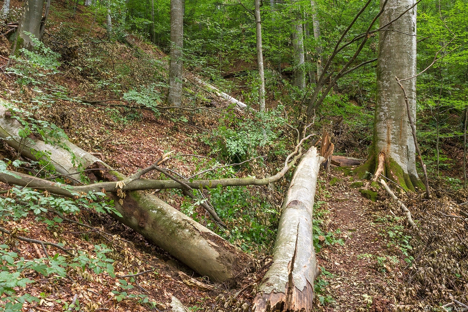 Welyka_Uholka_14