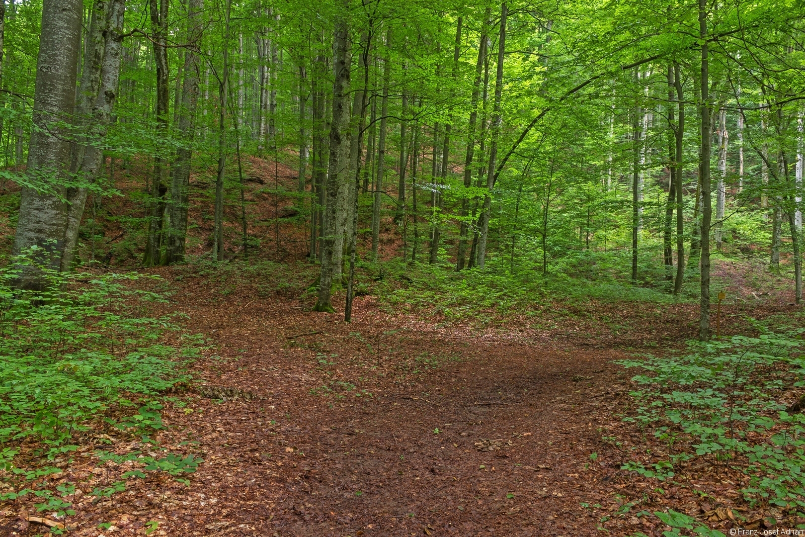 Weggabelung 200 m nach Eintritt in den Buchenurwald