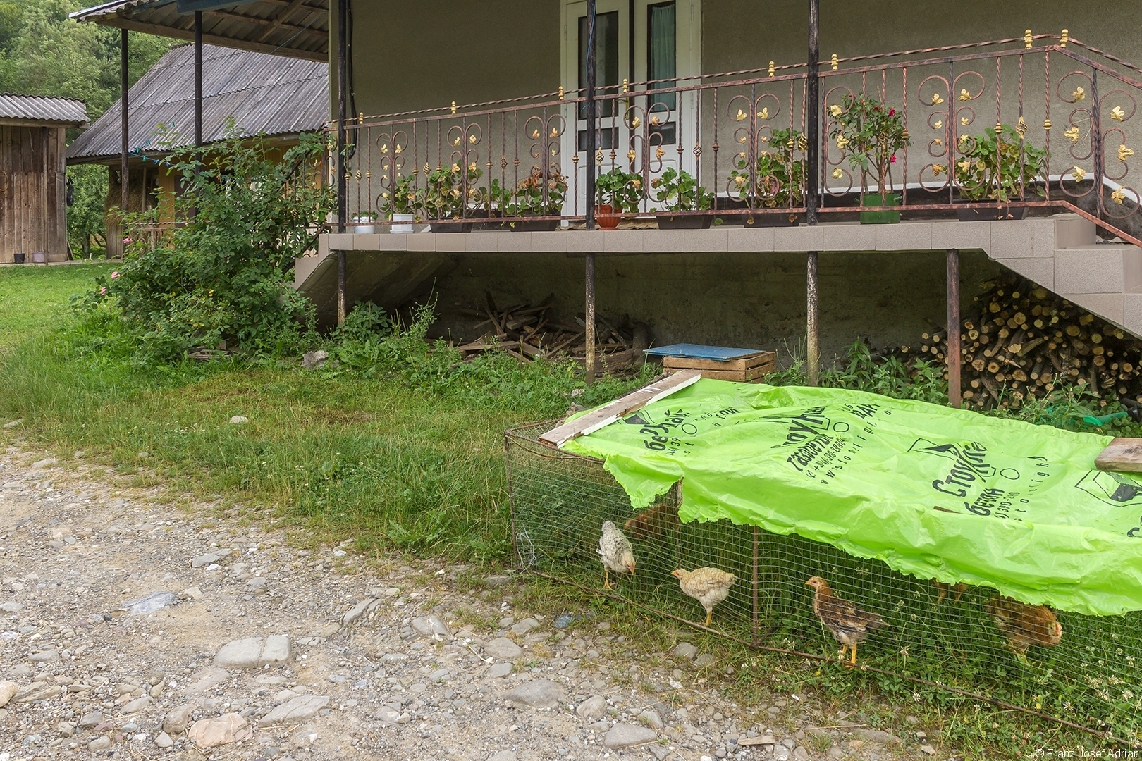 Hühner unter der Veranda mit Begonien und Fuchsien