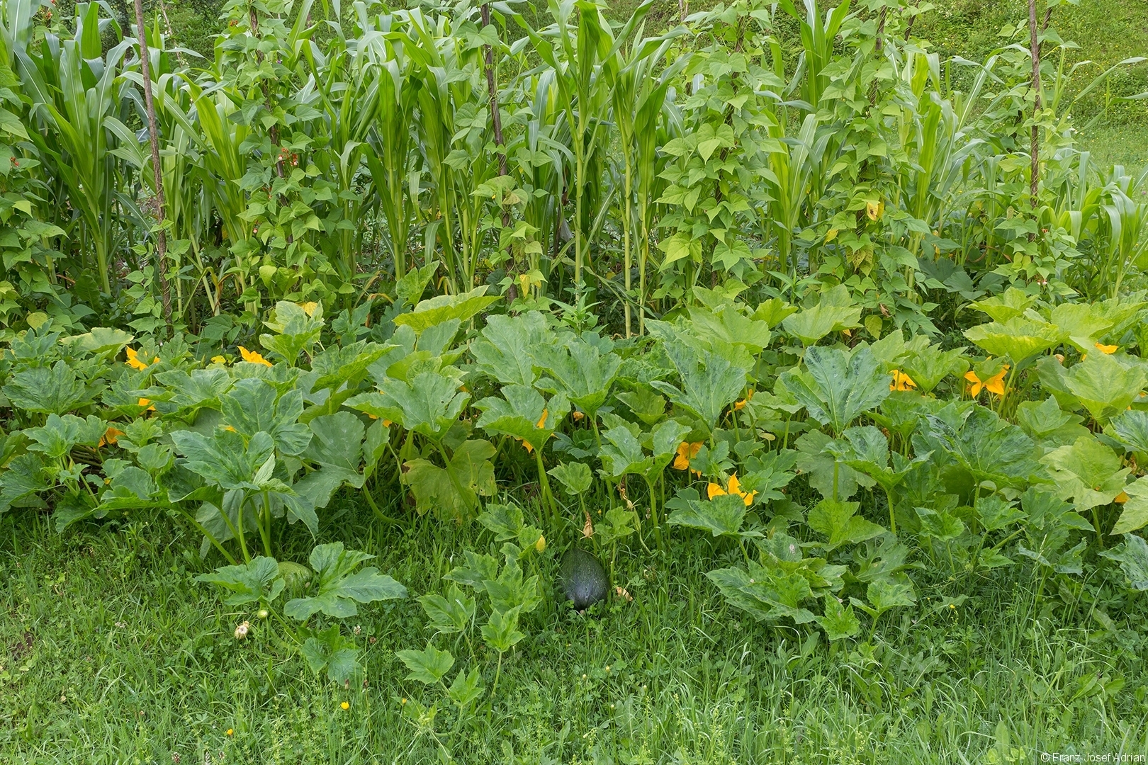 Bohnen, Mais und Zucchini