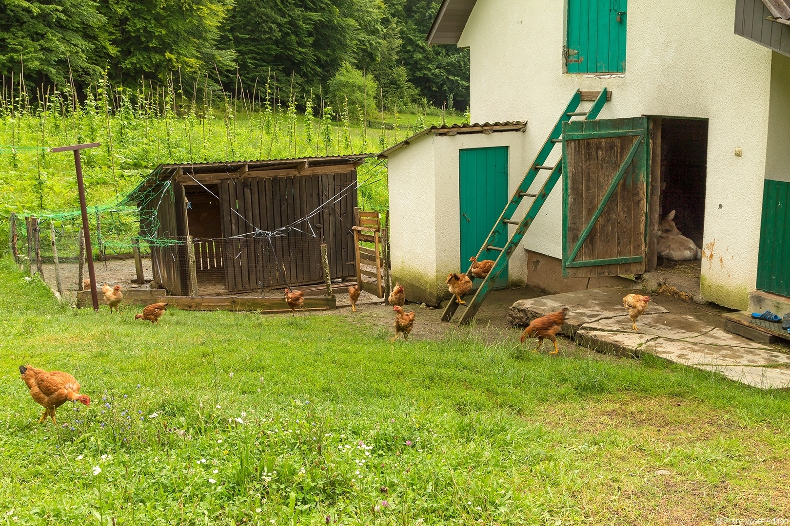 Viehstall des vorletzten Hauses vor dem Urwald