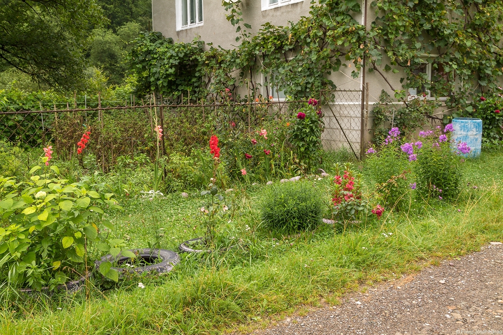 Blumenvorgarten und Tomatenfeld