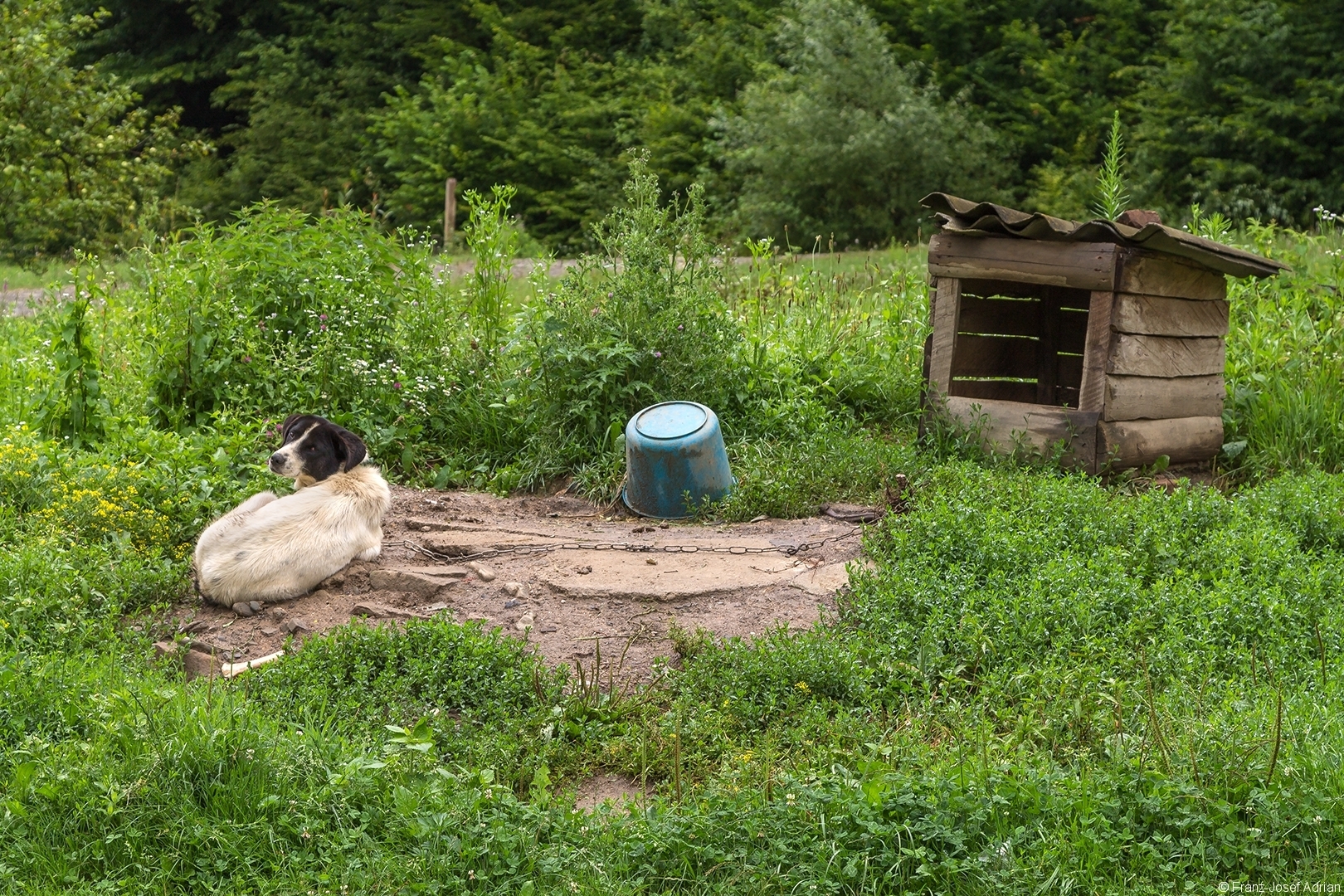 Hund mit Hundehütte